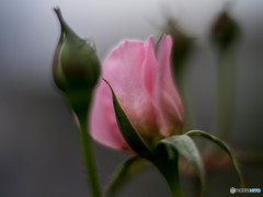 ダムドゥシュノンソー2