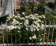 サマースノー　4