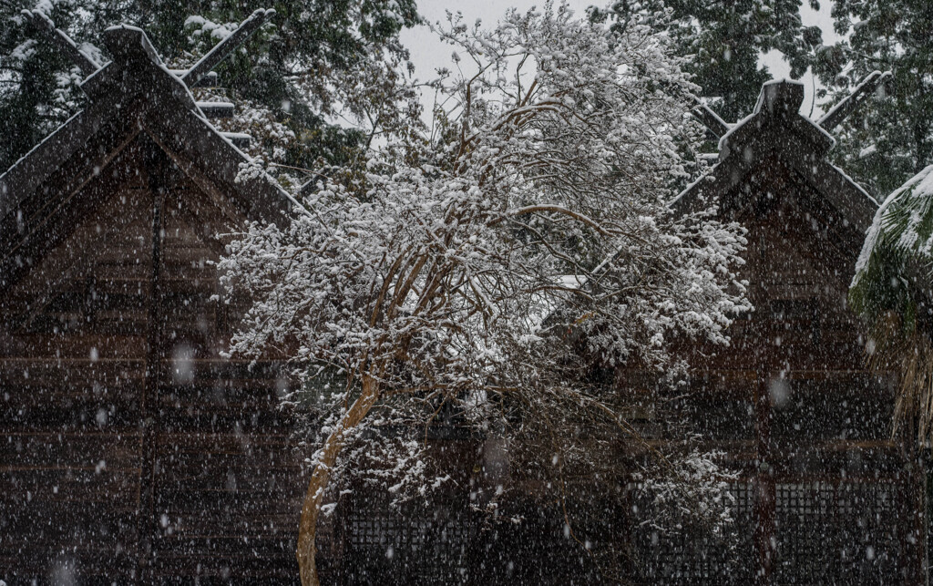 PENTAX 645D初撮り20