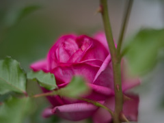 ローズポンパドゥール３