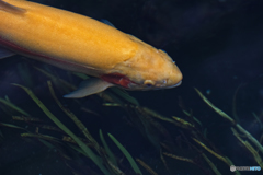 忍野八海の鯉　4