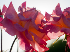 ザ　スクウェアー