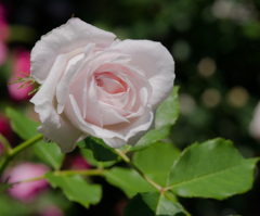 ピンク　プール　ドゥ　ネージュ　1867以前