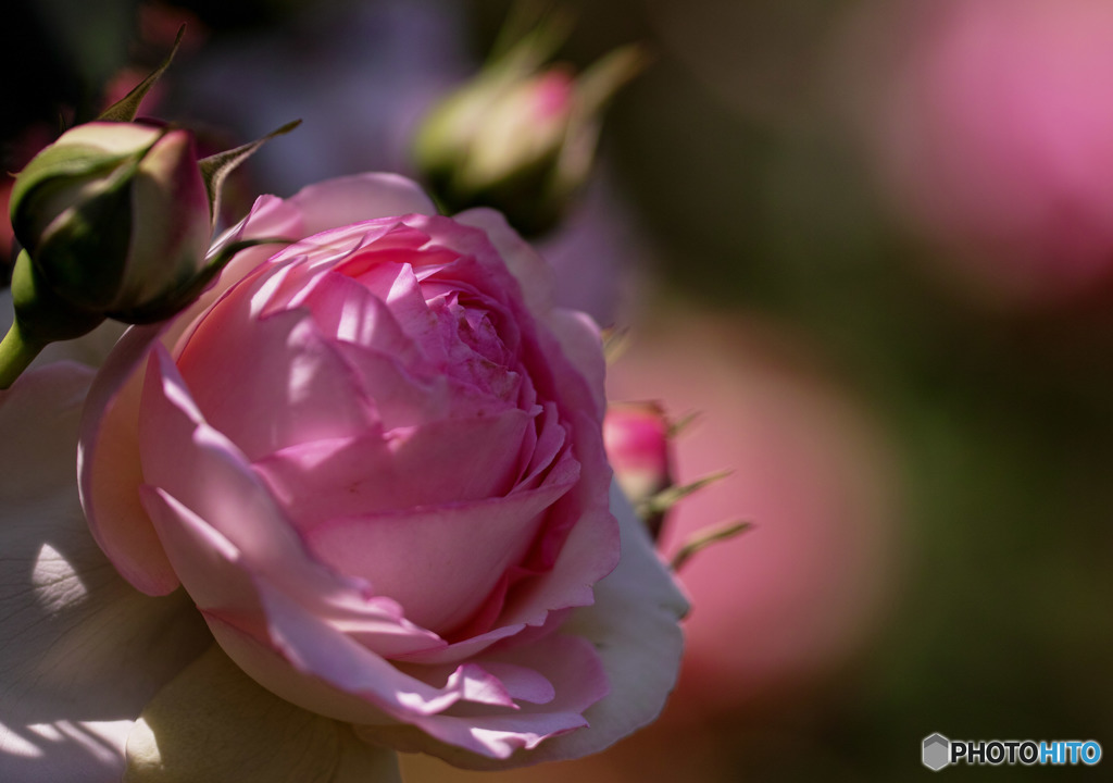 ピエール　ドゥ　ロンサール　１