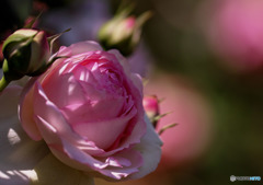 ピエール　ドゥ　ロンサール　１