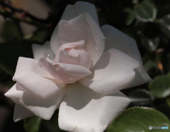 ニュードーン　２