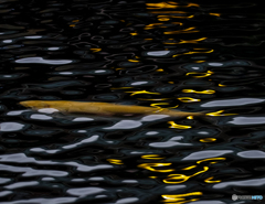 忍野八海の鯉　3