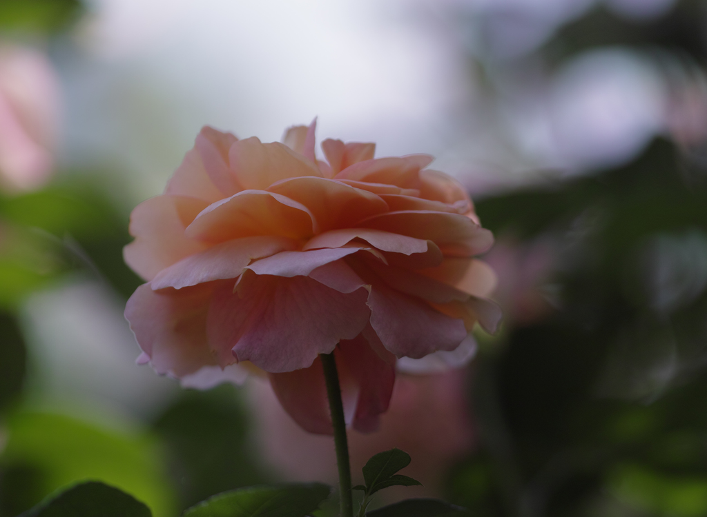 ザンガーハウザー　ユビレイムス　ローゼ　２