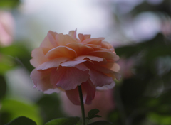 ザンガーハウザー　ユビレイムス　ローゼ　２