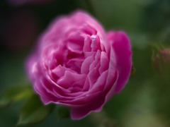  ルイーズオーディエ 2