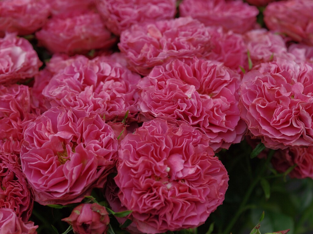 PENTAX 645Dで撮ったバラ12 ナギサウェーブ