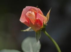 ザンガーハウザー　ユビレイムス　ローゼ　1