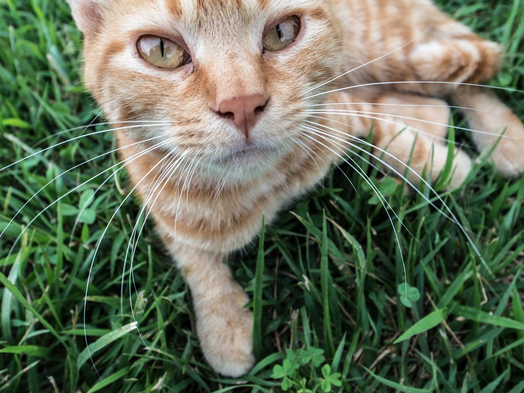 猫あるいは猫のような存在１