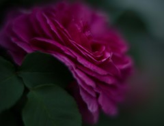 マダムイザ－クプレール  2