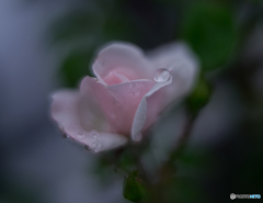 ニュードーン　１