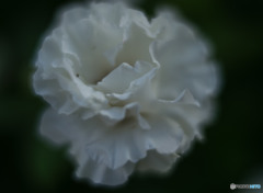 サマースノー　2