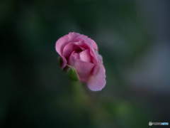 ダムドゥシュノンソー1