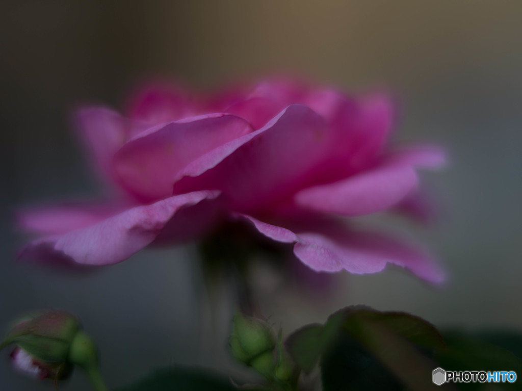 ガートルードジェキル 3