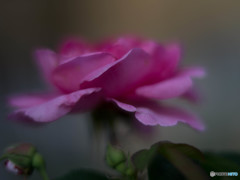 ガートルードジェキル 3