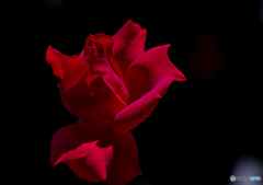 王妃アントワネット　２