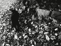 猫あるいは猫のような存在３