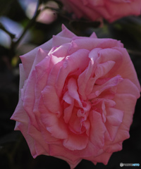 ピエール　ドゥ　ロンサール　２