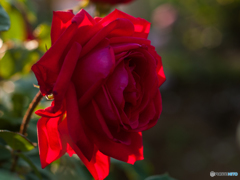 ブルグント　`81     2