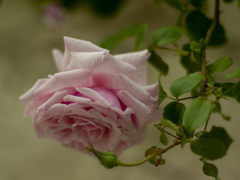 モダンローズ第一号ラ．フランス　１８６７仏