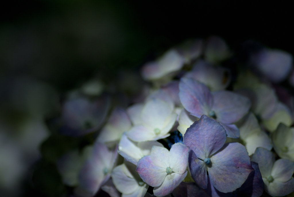 日陰の紫陽花