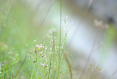 名前も知らない道端の花