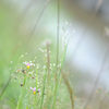 名前も知らない道端の花