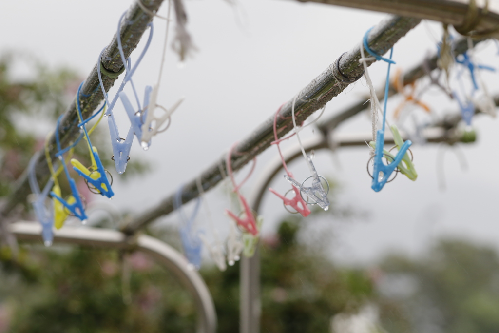 庭先にある雨の景色