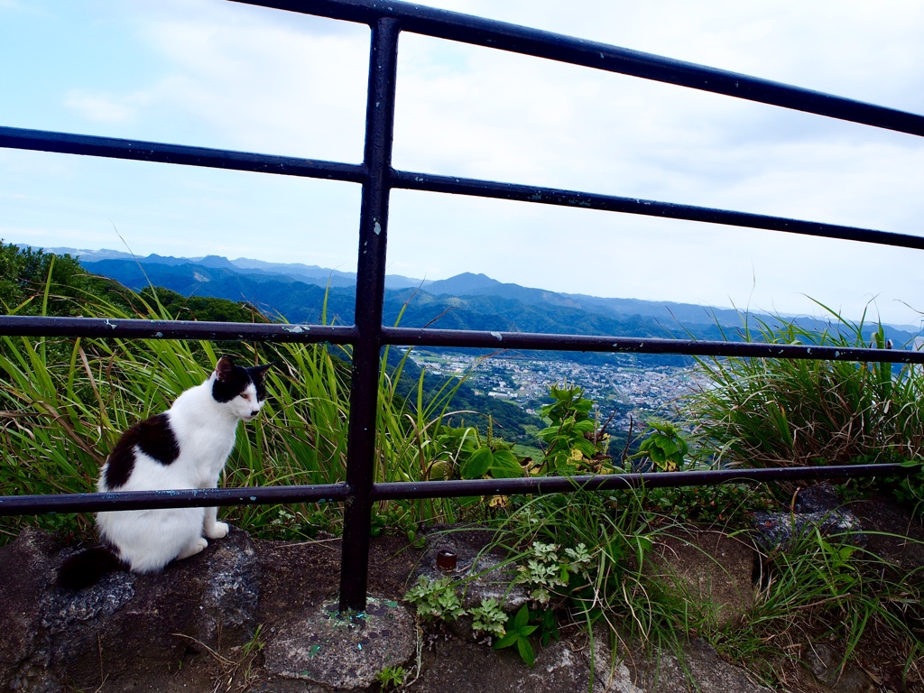 山の猫