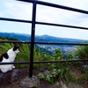 山の猫