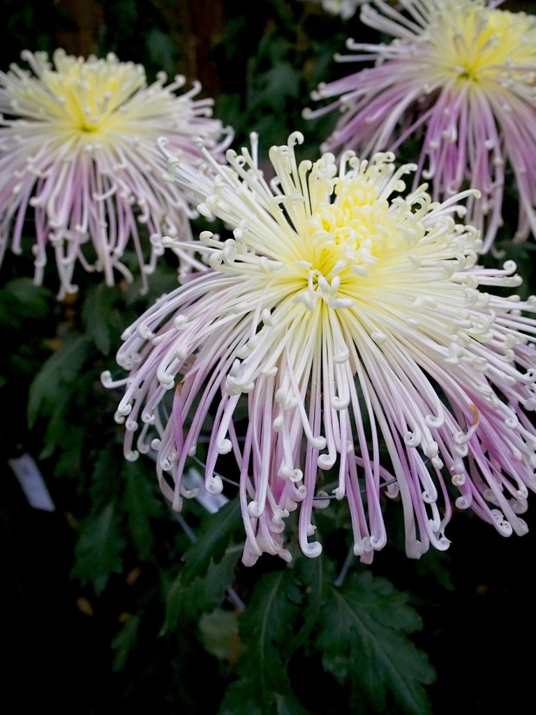 菊の花