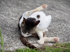 鋸山山頂はにゃんにゃんパラダイス