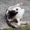 鋸山山頂はにゃんにゃんパラダイス