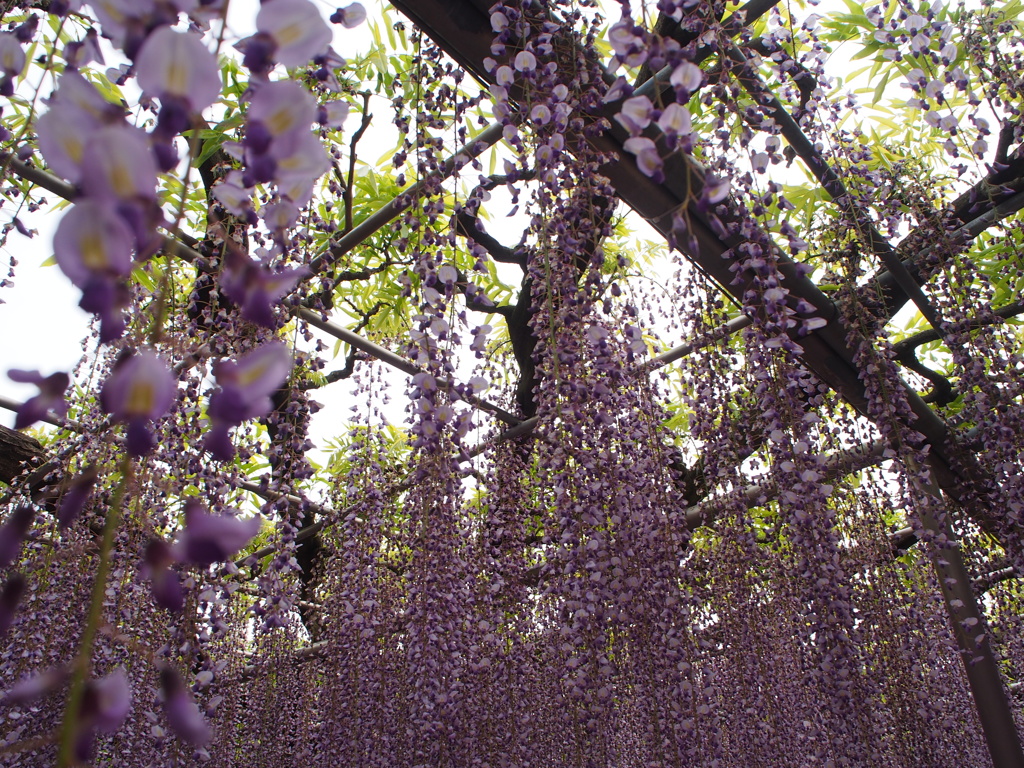 藤の花