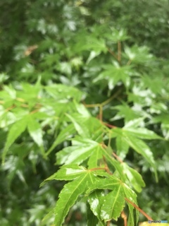 よく降る雨