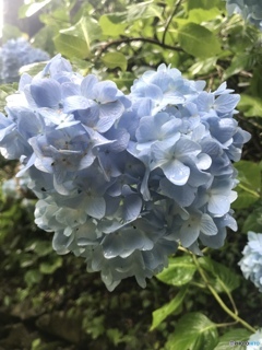 やっと見つけたハートの紫陽花