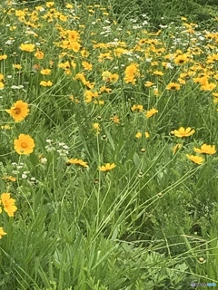 宮ヶ瀬に咲いてるお花