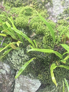 苔ハンターを目指してます❣️