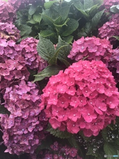 雨の紫陽花