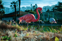 flamingo
