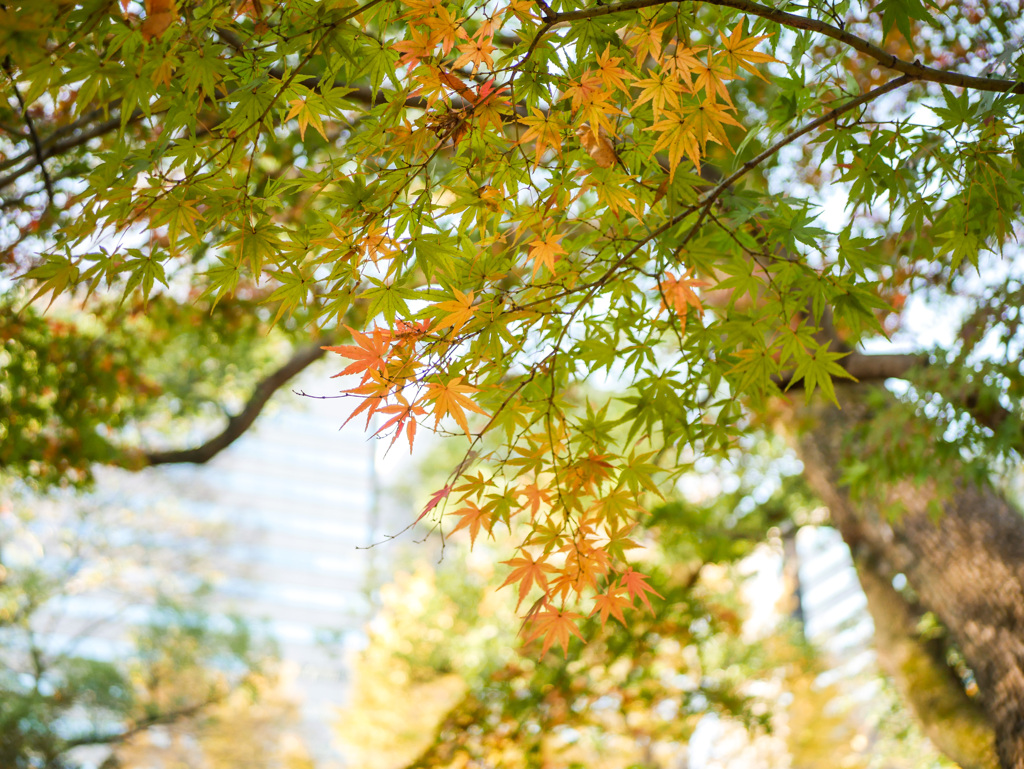 都会の紅葉