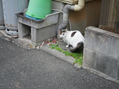 路地裏で運命的な出会い