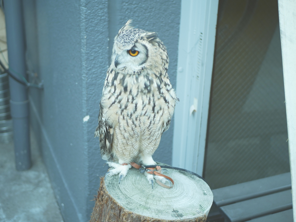 ふくろうさん