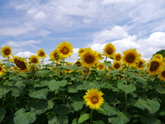 夏の始まり