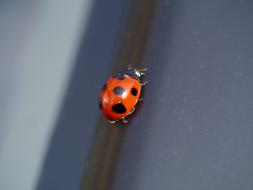 lady bird