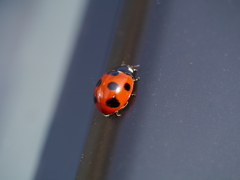 lady bird